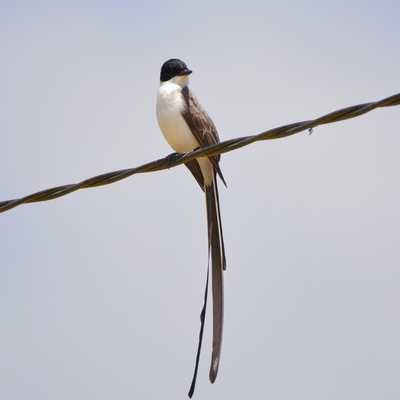 Fork-Tailed Flycatcher